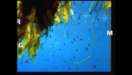 HISTORICAL MIRACLE OF QURAN ON DISCOVERY OF CITY OF SABA