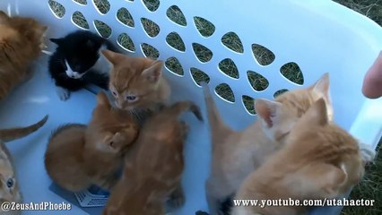 Basket of Meowing Kittens
