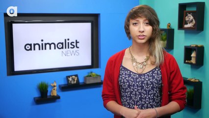 Pigeons Use Their Intelligence Like Us