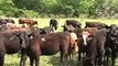 Texas livestock auctions, Livestock Sales, Texas, Huntsville