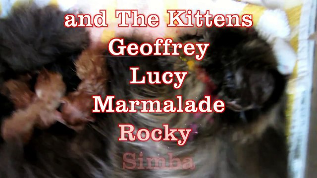 Cute Kittens Film - From birth to 8 weeks