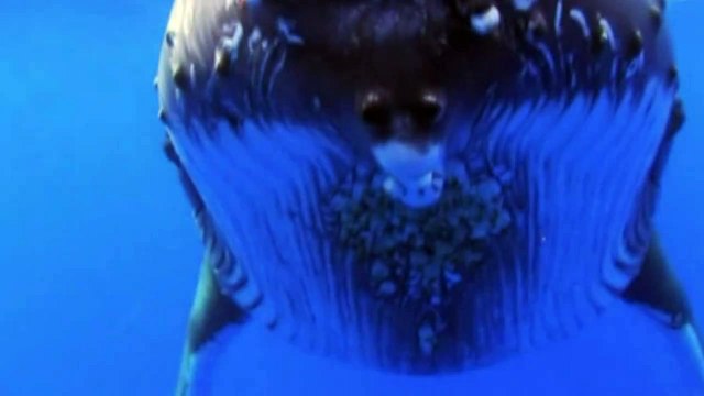 Sounds of whales and dolphins ♫ ♥`*•.¸.•*´