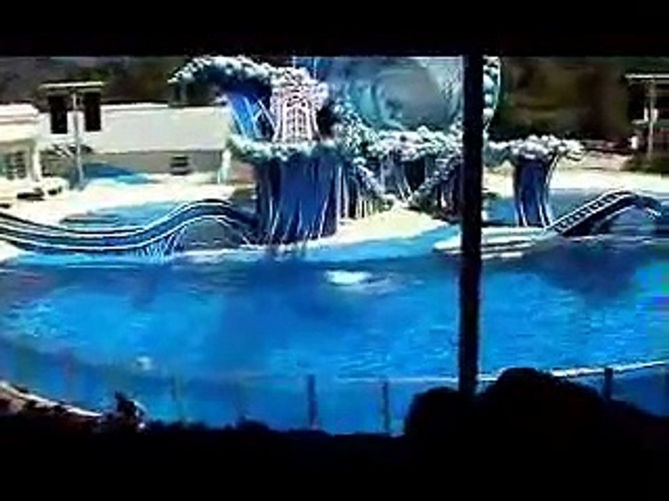 Dolphin show