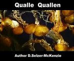 Qualle Quallen Fische Tiere Animals Natur SelMcKenzie Selzer-McKenzie