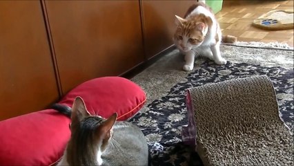 成猫同士のご対面 15分で友達になった♥後編(相性がいい猫）