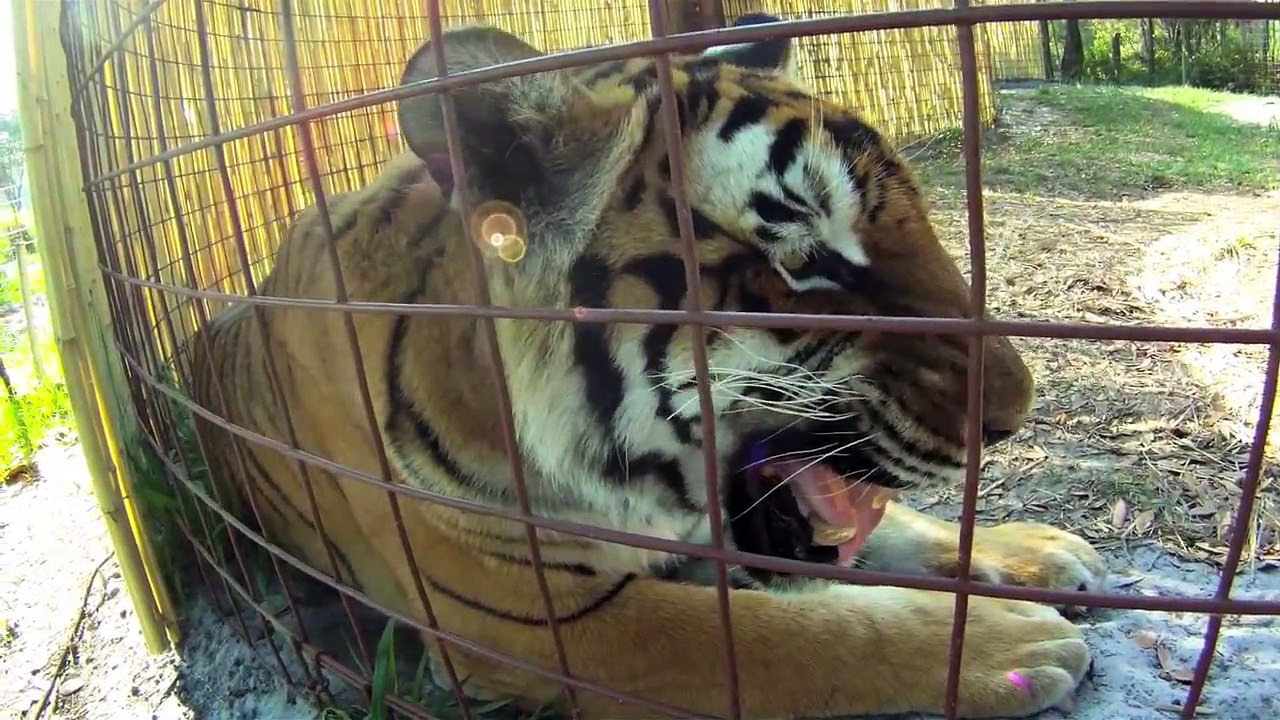 Talking to Tigers!