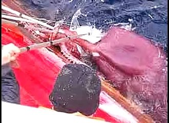 Colossal Squid Gallery (www.tonmo.com)