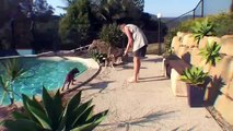 6 Month old Cocker Spaniel free dives underwater in swimming pool.