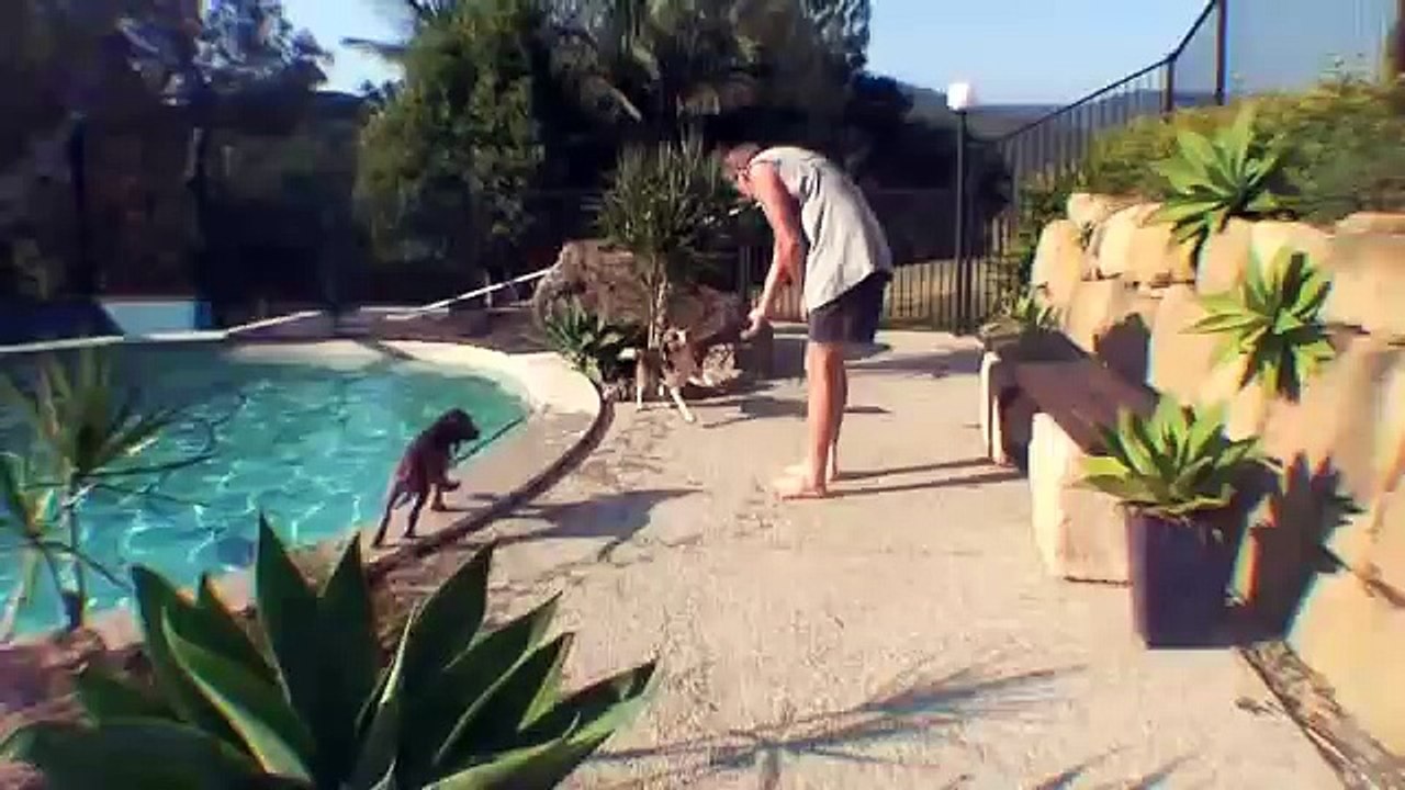 6 Month old Cocker Spaniel free dives underwater in swimming pool.