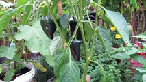 From Garden to Grill: Grilled Poblano Peppers - The Rusted Garden 2013