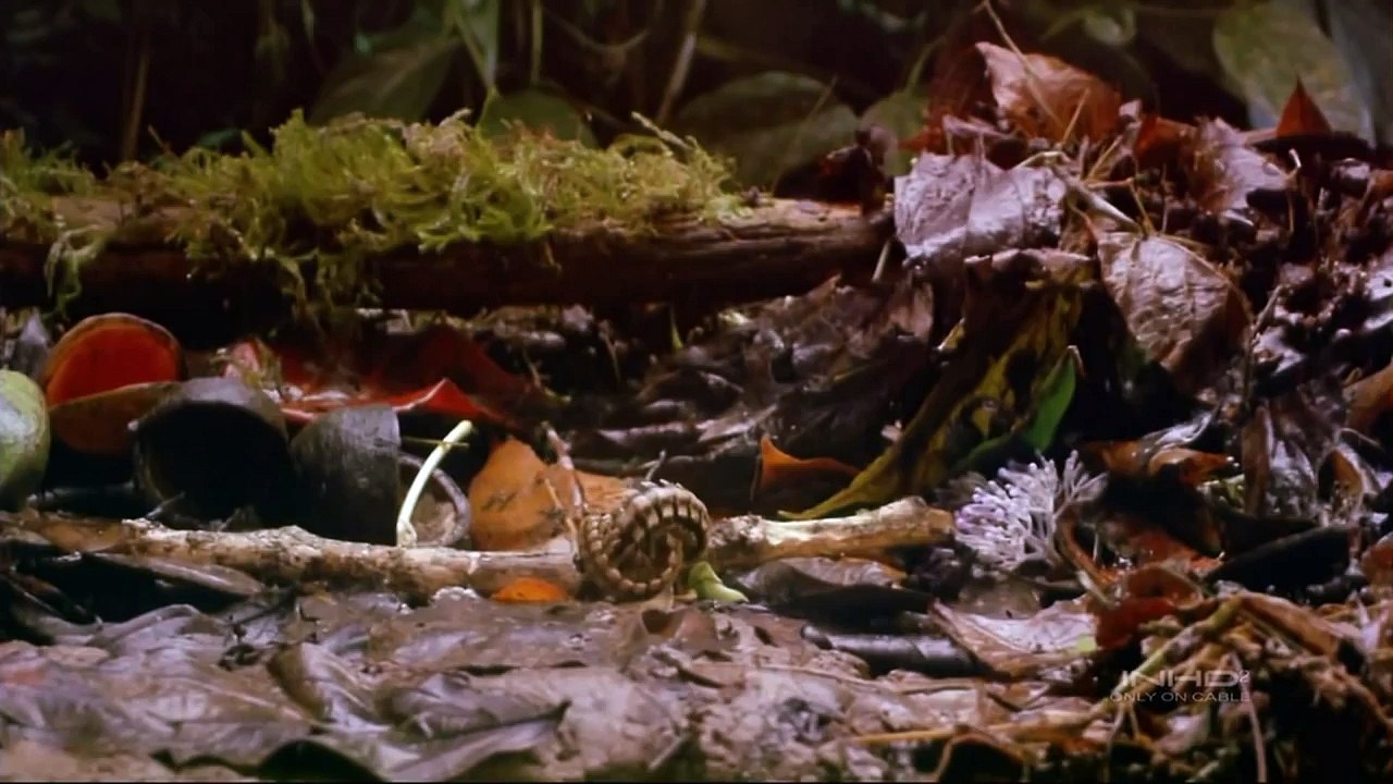 Tropical Rainforest IMAX  HD