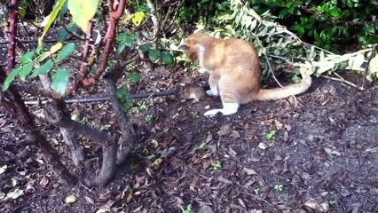 Gato vs Rata(no para defensores d animales)
