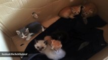 Six Kittens Pulled From Inside Home's Walls