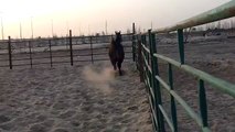 فرس عربية اصيلة  بنت شلوى arabian horses in Saudi Arabia
