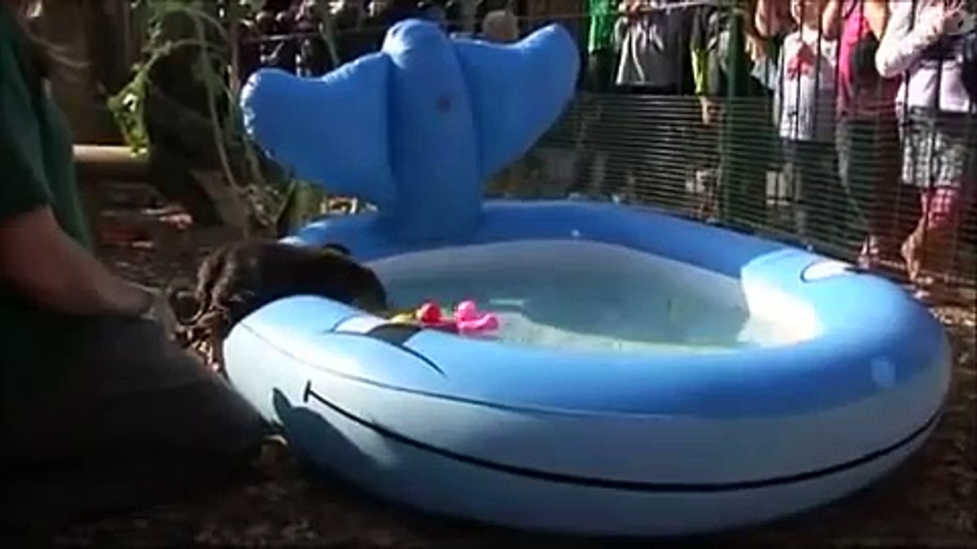⁣Baby otters learn to swim