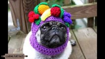 50 AWESOME DOG HATS - CUTE HAT IDEAS PRESENTED by Cooking For Dogs