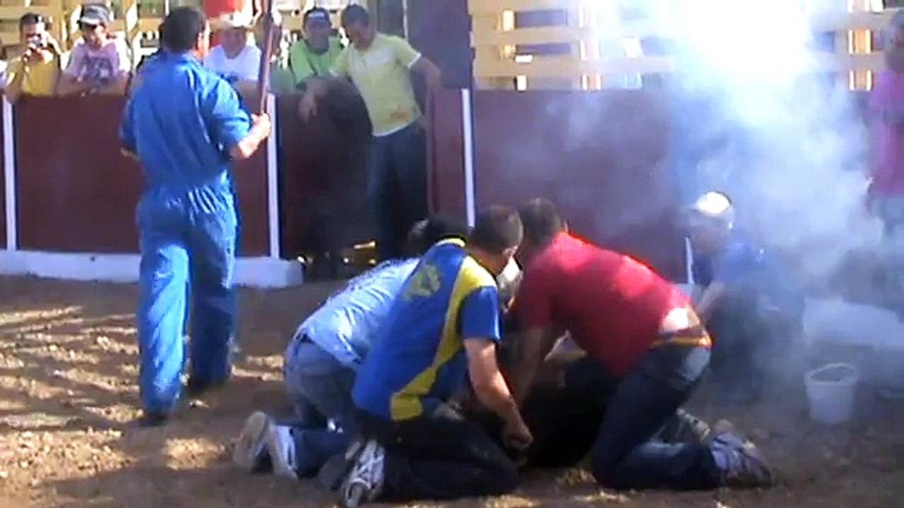 Primera marca de reses bravas de la ganadería La Ribera.