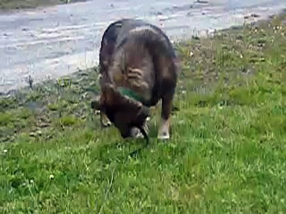 chien adopté de 12 ans qui avait fait 11 ans de refuge