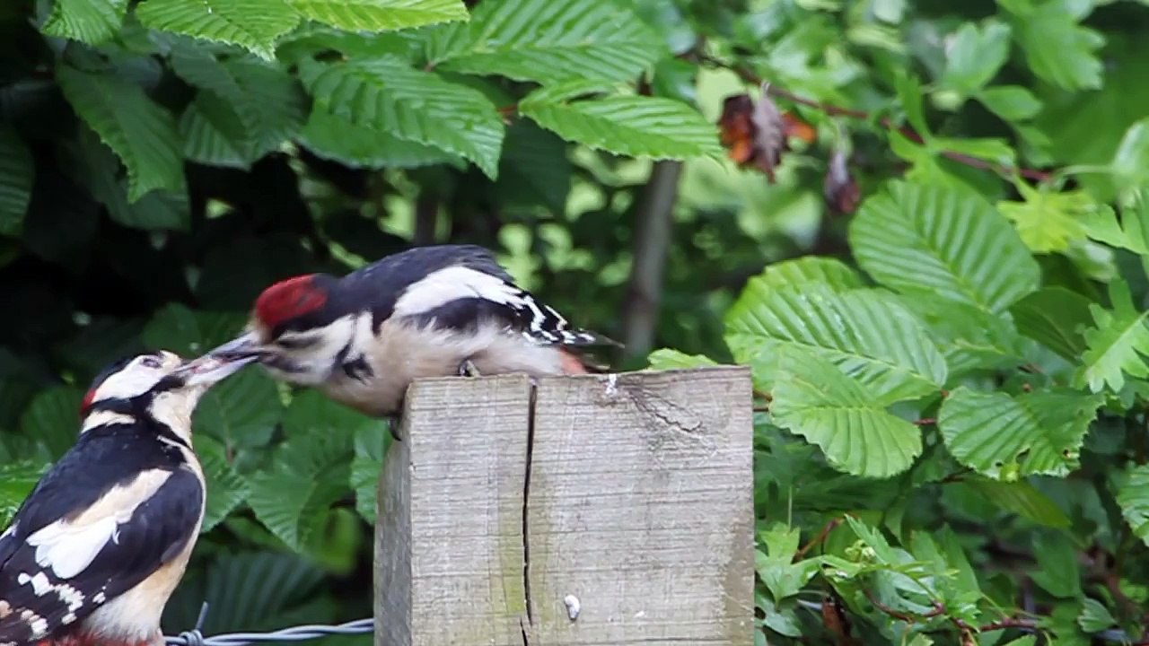 Great Spotted Woodpecker