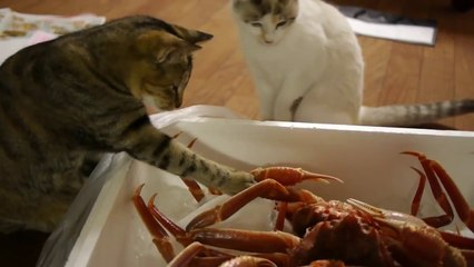 Des chats intrigués par des crabes
