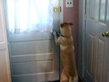 DOG OPENS DOOR!  And a REAL 