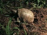 Eastern box turtle laying eggs