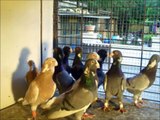 Dewlap Pigeon breeds Adana wammen tauben Güvercinleri
