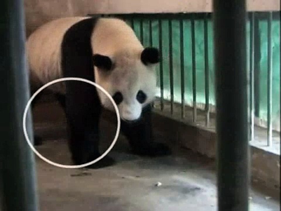panda giving birth
