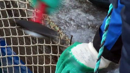 Harvesting rainbow trout in winter time.