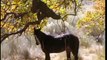 Wild Horses of Oak Creek Canyon