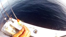GoPro Hero 2: Bottom of the Ocean - Octopus on the Line - Raw Video