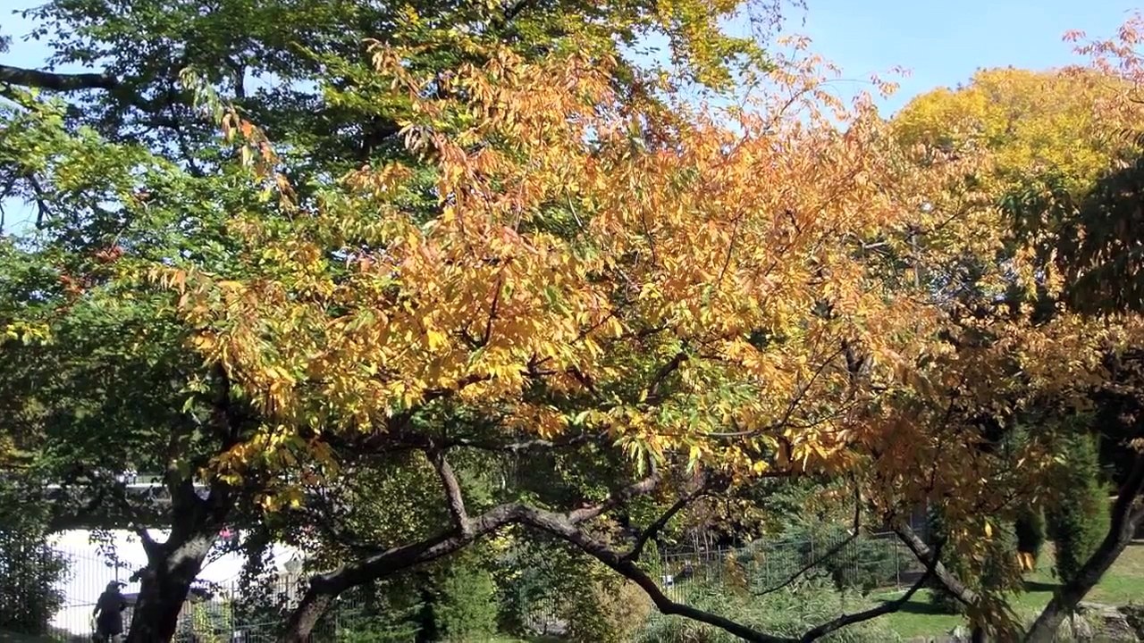 Autumn in Central Park New York City. I'm Coming Through -Diana Krall