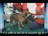 Rescate Canino Japón-