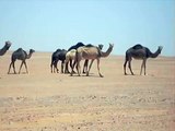 Camels, Camels everywhere!!