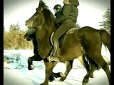 The Icelandic horse slow motion