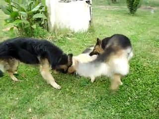 PASTOR ALEMAN MANTO NEGRO