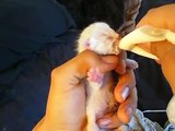 alimentando a gatita recien nacida