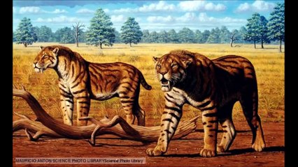 Saber Tooth Tiger (Machairodontinae) - Prehistoric Big Cats.