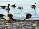 Wild Geese Goose Animals In South Lake Tahoe Gold Golden Sunset Beach Northern California Travel