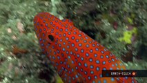 Fish gather for a plankton feast & moray eels up close