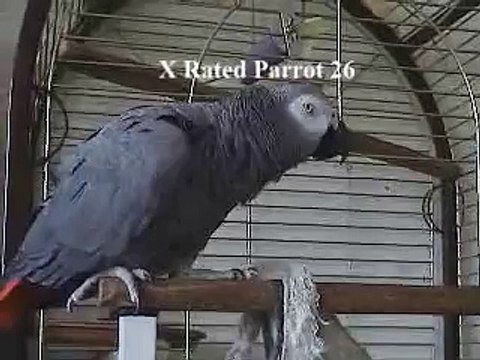 THE African Grey! Ruby, The swearing parrot. X Rated Parrot 26.