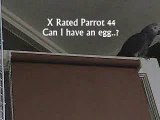THE African Grey! Ruby, The swearing parrot. X Rated Parrot  44.