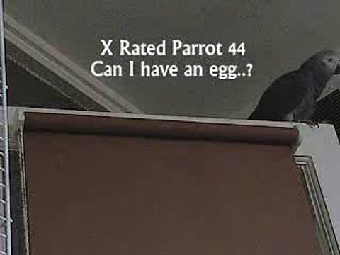 THE African Grey! Ruby, The swearing parrot. X Rated Parrot 44.