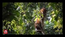 Amazing Video: African Golden Cat Attacks Monkeys in Rare Camera Trap Footage