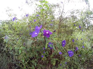 Caminhada, Rural, Serra da Mantiqueira, Altitude de 1200 metros, Marcelo Ambrogi, (13)