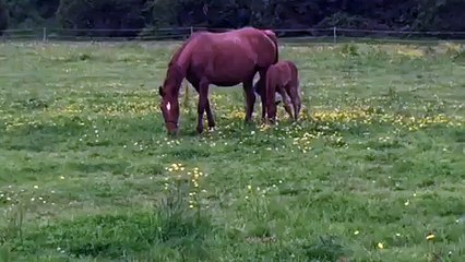 Foal femelle T.F par In Love With You 1'13 et Primavéra 1'15 , née le 6 mai 2015