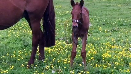 Pouliche T.F par In Love with You 1'13 et Primavéra 1'15