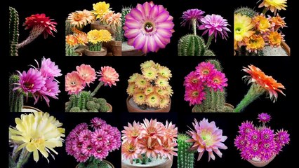 If you've never seen a cactus bloom you need to watch this!