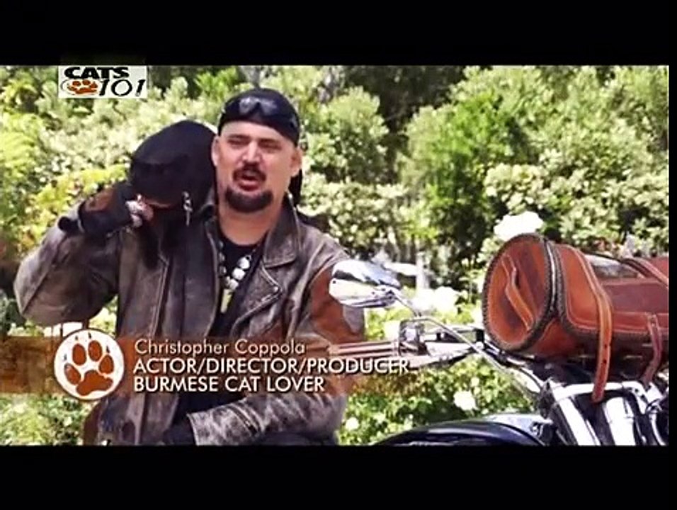 CATS 101 - Burmese [ENG]