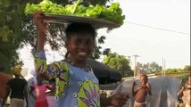 La Ganaderia Nativa en Peligro en Africa Occidental